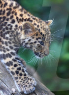 FEATURE - Kleine Leoparden im Zoo von Brüssel