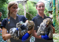 FEATURE - Kleine Leoparden im Zoo von Brüssel