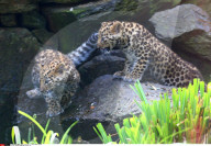 FEATURE - Kleine Leoparden im Zoo von Brüssel