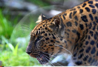 FEATURE - Kleine Leoparden im Zoo von Brüssel