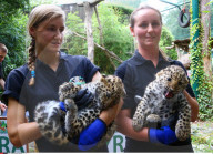 FEATURE - Kleine Leoparden im Zoo von Brüssel