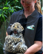 FEATURE - Kleine Leoparden im Zoo von Brüssel