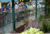 FEATURE - Kleine Leoparden im Zoo von Brüssel