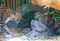 FEATURE - Kleine Leoparden im Zoo von Brüssel