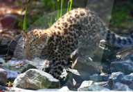 FEATURE - Kleine Leoparden im Zoo von Brüssel
