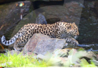 FEATURE - Kleine Leoparden im Zoo von Brüssel