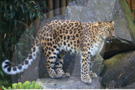 FEATURE - Kleine Leoparden im Zoo von Brüssel
