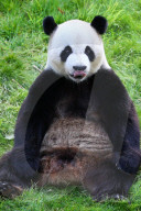FEATURE - Seltenes Riesenpanda-Baby im Tierpark Pairi Daiza in Brugelette 