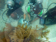 FEATURE -  Aquanauts tauchen im Auftrag von NEEMO 