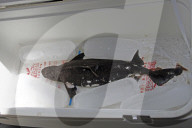 FEATURE - Rarer 'Meersau-Fisch' in Minahasa angeschwemmt