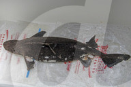 FEATURE - Rarer 'Meersau-Fisch' in Minahasa angeschwemmt
