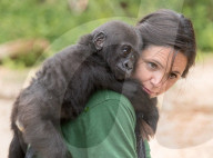 FEATURE - Tierpflegerin kümmert sich um das Kaiserschnitt Gorilla Baby im Bristol Zoo