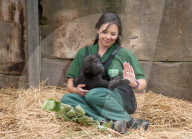 FEATURE - Tierpflegerin kümmert sich um das Kaiserschnitt Gorilla Baby im Bristol Zoo