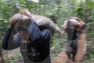 REPORTAGE - Kolumbien: FARC Rebellen trainieren für den Waffenstillstand