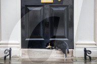 NEWS - Palmerston und Larry: Die Katzen an der Downingstreet