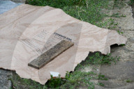 NEWS - Halstead: Dreijähriger Bub von Hund zu Tode gebissen