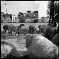 REPORTAGE - Zwei Jahre nach dem Massaker an hunderten Yeziden in Sinjar