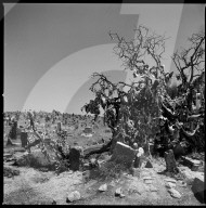 REPORTAGE - Zwei Jahre nach dem Massaker an hunderten Yeziden in Sinjar