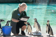 FEATURE - Jährliche Inventur im Zoo London