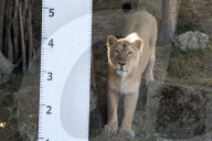 FEATURE - Jährliche Inventur im Zoo London