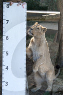 FEATURE - Jährliche Inventur im Zoo London