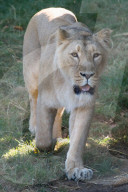 FEATURE - Jährliche Inventur im Zoo London