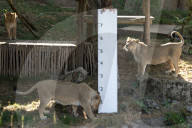 FEATURE - Jährliche Inventur im Zoo London