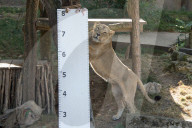 FEATURE - Jährliche Inventur im Zoo London