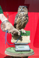 FEATURE - Jährliche Inventur im Zoo London