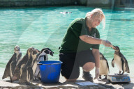 FEATURE - Jährliche Inventur im Zoo London