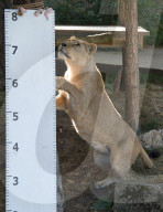 FEATURE - Jährliche Inventur im Zoo London