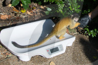 FEATURE - Jährliche Inventur im Zoo London
