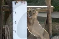 FEATURE - Jährliche Inventur im Zoo London