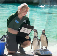 FEATURE - Jährliche Inventur im Zoo London