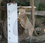 FEATURE - Jährliche Inventur im Zoo London