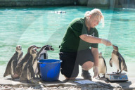 FEATURE - Jährliche Inventur im Zoo London