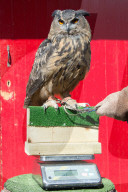 FEATURE - Jährliche Inventur im Zoo London