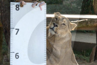 FEATURE - Jährliche Inventur im Zoo London