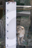 FEATURE - Jährliche Inventur im Zoo London