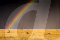 FEATURE - Ein Regenbogen verzaubert die Sawanne im kenianischen Masai Mara Naturschutzgebiet