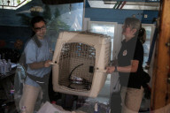 NEWS - Tierschützer retten verwahrloste Tiere aus dem Zoo in Gaza