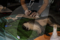 NEWS - Tierschützer retten verwahrloste Tiere aus dem Zoo in Gaza