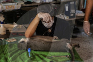 NEWS - Tierschützer retten verwahrloste Tiere aus dem Zoo in Gaza