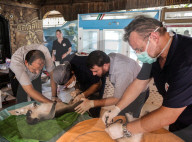 NEWS - Tierschützer retten verwahrloste Tiere aus dem Zoo in Gaza