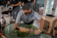 NEWS - Tierschützer retten verwahrloste Tiere aus dem Zoo in Gaza