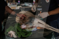 NEWS - Tierschützer retten verwahrloste Tiere aus dem Zoo in Gaza