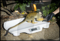 NEWS - Jährliches Tiere-Wiegen im Zoo von London