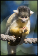NEWS - Jährliches Tiere-Wiegen im Zoo von London