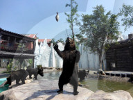 FEATURE - Alaskan Braunbären beim Fischen in China