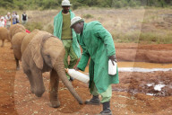 FEATURE - Elefanten in Kenia